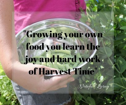 _Growing your own vegetables never looses it's value_