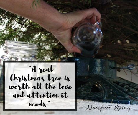 _A real Christmas tree is worth all the love and attention it needs_